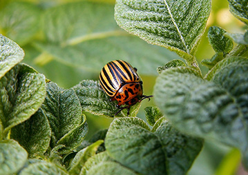 Green Leafy with bugs