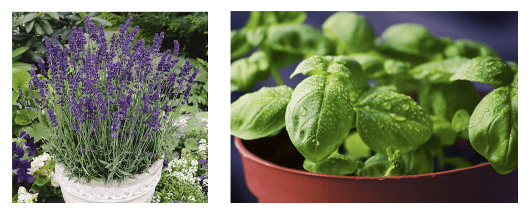Screen-Shot-2020-07-30-at-11.54.58-AM (1) 5 Ways to Repel Summer Insects