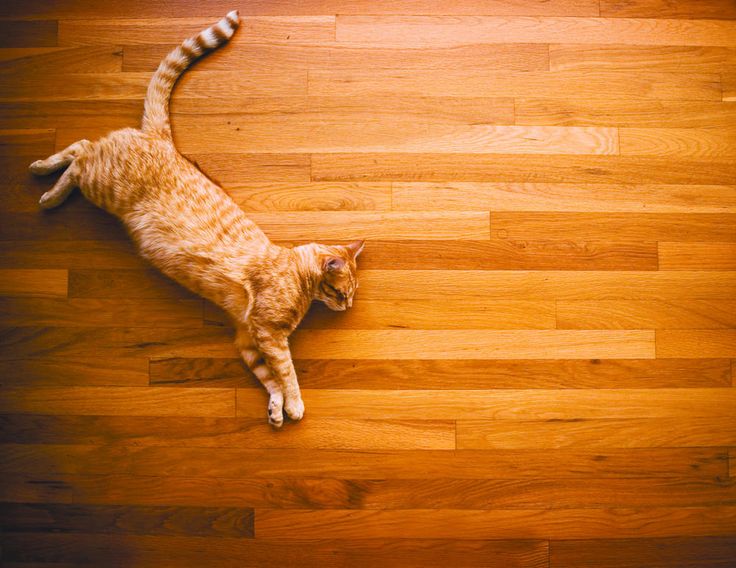 two-australia-pet-friendly-home-cat-timber-floor Pet Friendly Home Cat Timber Floor
