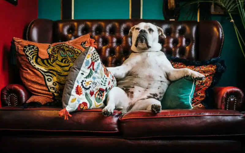 Tips to Design a Pet-Friendly Home