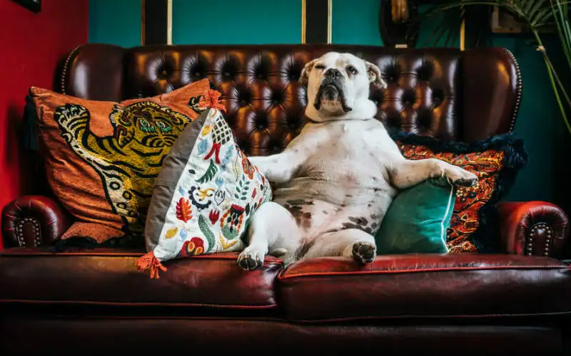 two-australia-pet-friendly-home-dog-leather-couch Pet Friendly Home Dog Leather Couch