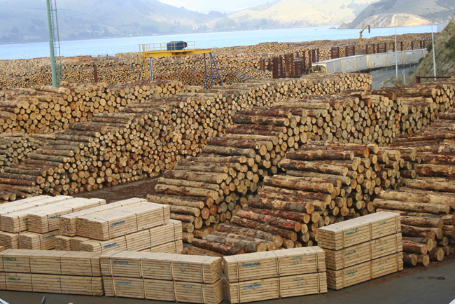 timber Understading Timber Species