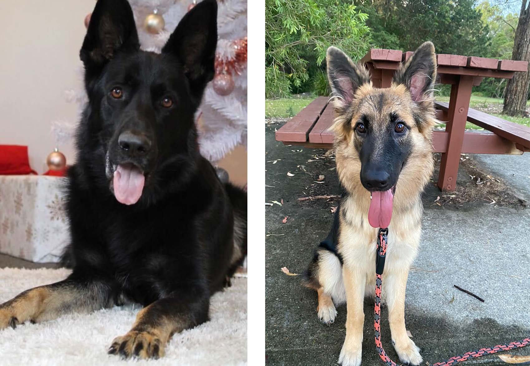 two-australia-employee-spotlight-kat-sivewright-bailey-and-koda Kat Siverwright Bailey and Koda